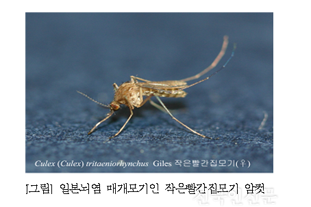 일본뇌여ㅕㅁ.png