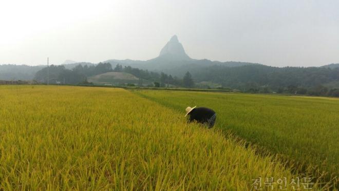 7-16 진안군, 친환경 인증면적 확대  온힘(우렁이농법 벼농사 사진).jpg