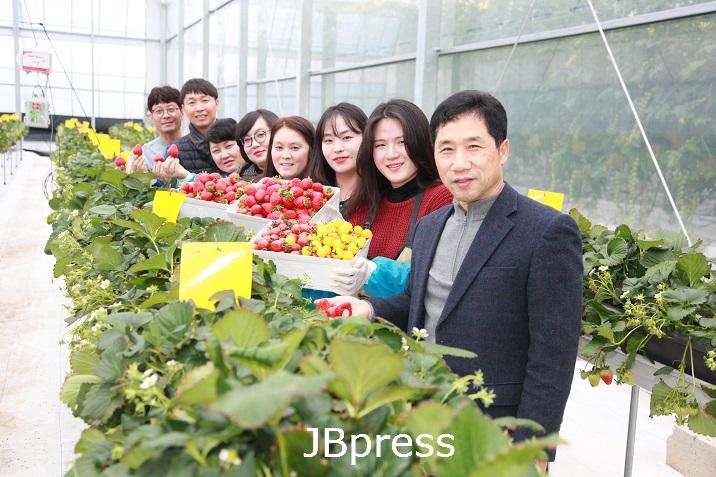 2-26 진안군, 스마트온실 교육장 작물시범재배 ‘성 공적’ (교육장에서 재배된 딸기, 토마토 사진).JPG