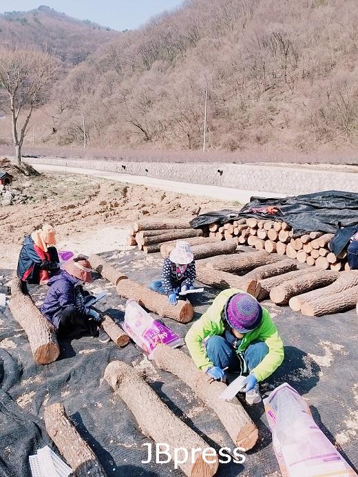 4-20 진안군, 작목별 맞춤형 안전관리 실 천시범 호응(버섯종균 심는 작업 사진).jpg
