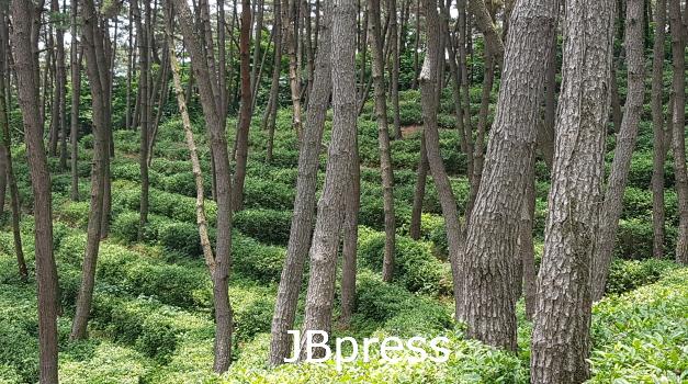 국립 치유의 숲 (1).jpg