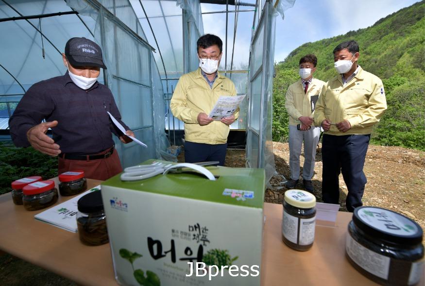 계북지역특색농업머위시범사업지.jpg