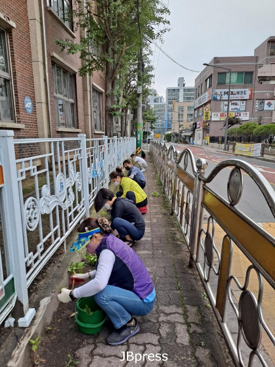 익산 영등1동 통장협의회, 맨드라미 꽃길 조성.jpg