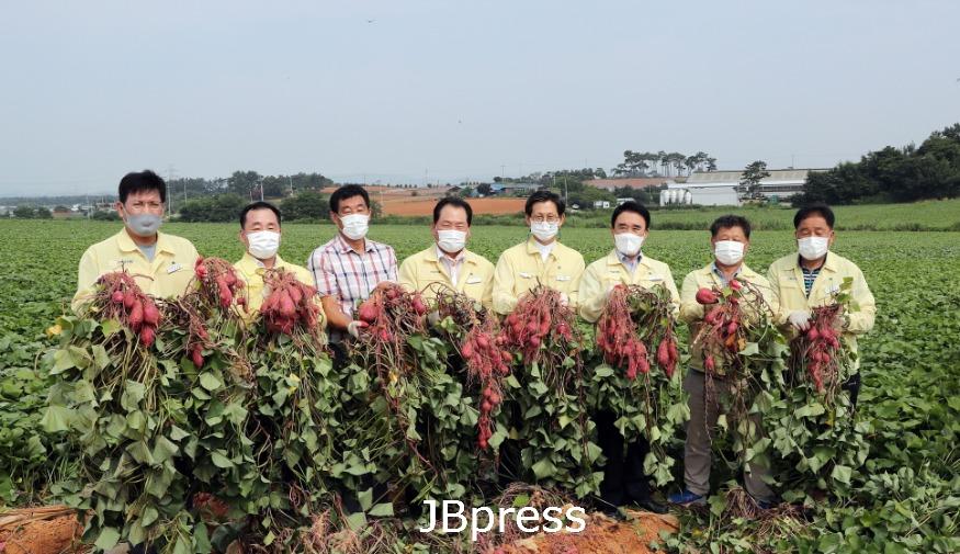 [크기변환]고창군고구마수확현장방문.JPG