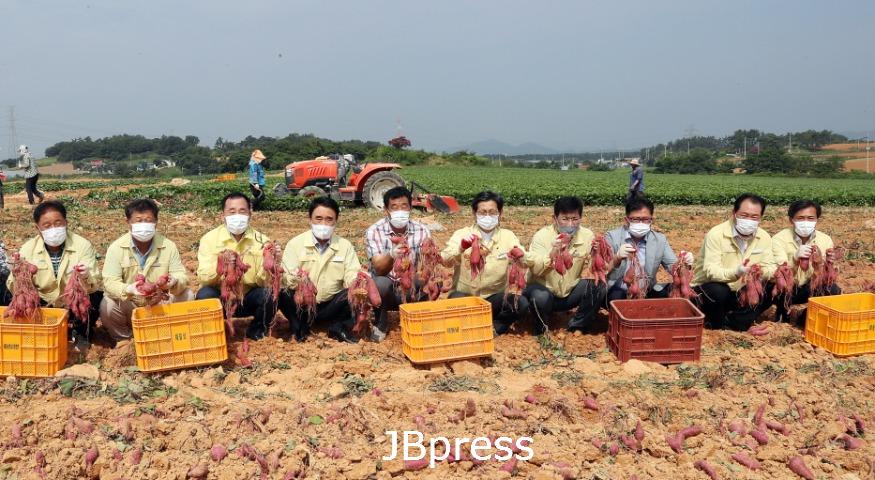 [크기변환]고창군고구마수확현장방문1.JPG