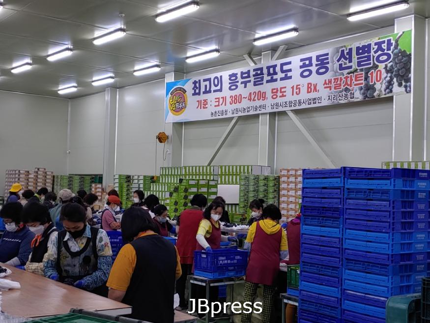 0910원예산업과-남원_추석맞이남원명품과실수확작업한창(2) (1).jpg