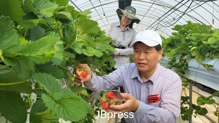 1101원예산업과-남원에서는맛있는딸기를사계절맛볼수있다 (1).jpg