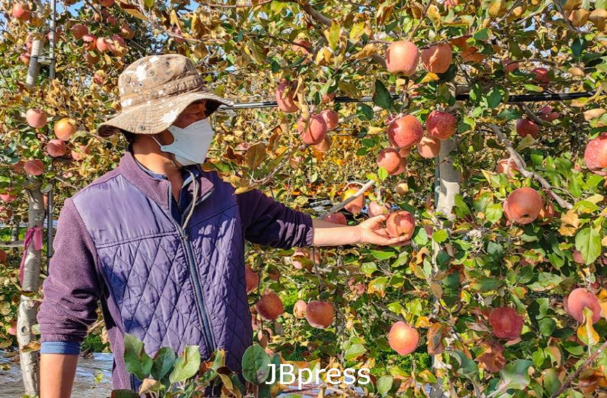 남원_-지리산-고랭지에서-생산된-명품사과-본격-수확-시작 (1).jpg