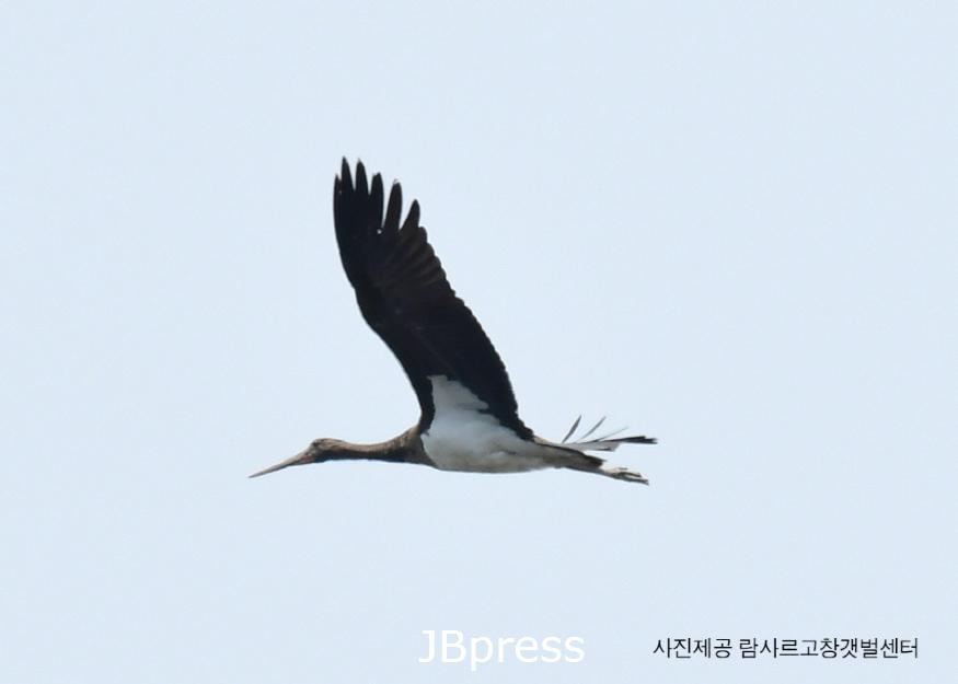 세계자연유산고창갯벌_먹황새발견(사진제공람사르고창갯벌센터)수정.jpg