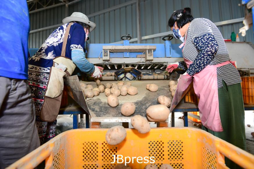 0718-농업기술센터-2022춘향씨감자선별(1).jpg