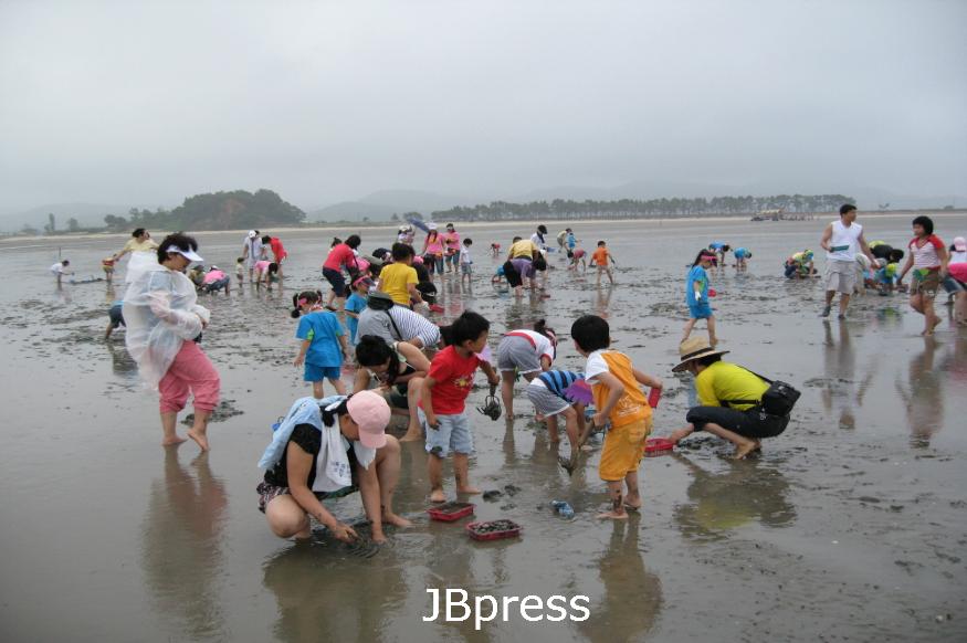 8-1고창갯벌축제(2019년자료사진_조개캐기).jpg