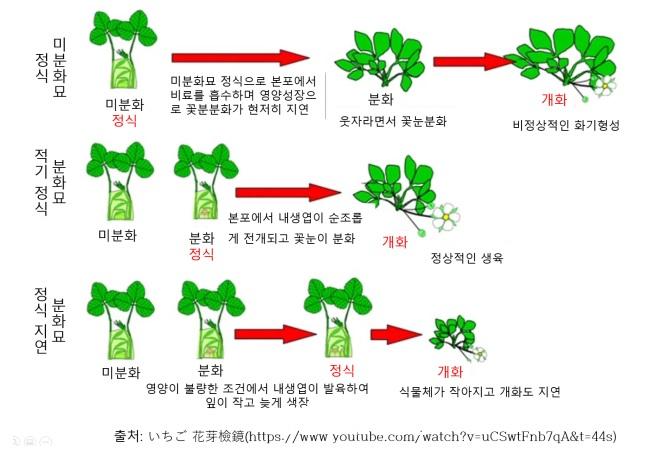 딸기의 생육양상.jpg