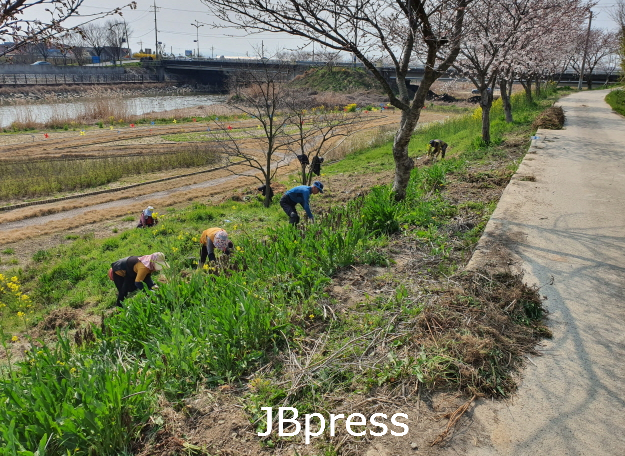 전북 가시박.png