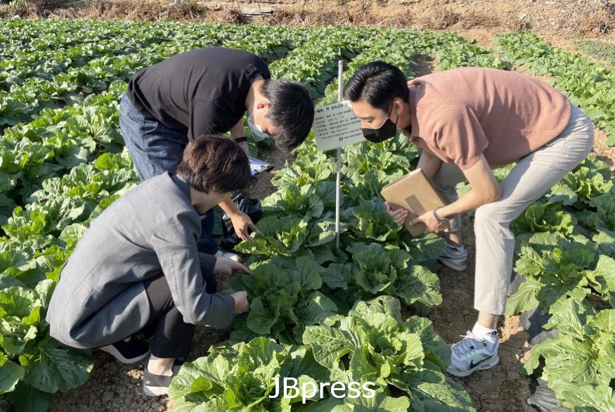1011 정읍시, 달고 맛있는 김장배추 생산을 위한 후기 관리 당부1.jpg