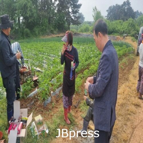 0507백구면 특색사업 감자심기1.jpg