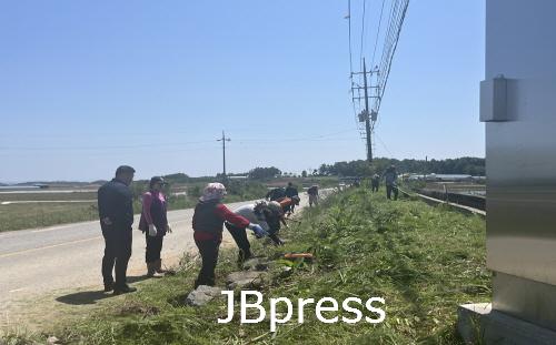 0517용지면 도로변 제초작업 실시.jpg