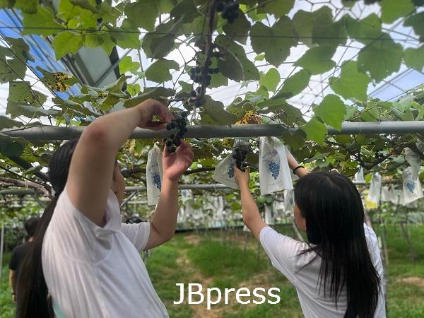 0729 정읍시 드림스타트 ‘얘들아 포도 따러 가자’ 자연 체험 프로그램 진행.jpg
