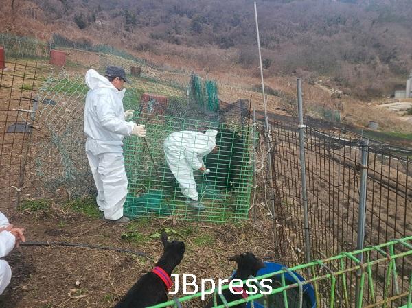 부안군, 도서지역 구제역 접종 지원.jpg