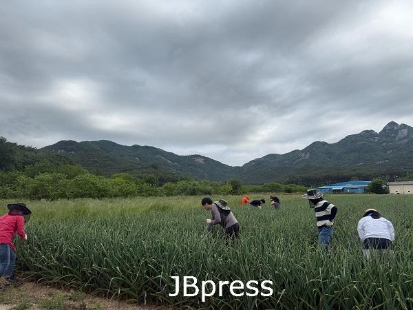 부안군 산림정원과, 영농철 일손돕기 추진.jpg