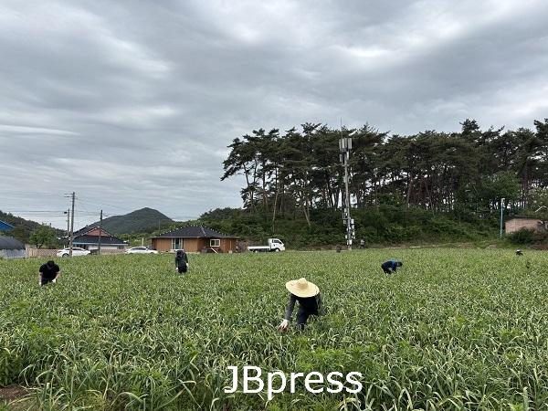 부안 진서면, 마늘종 똑! 똑! 농촌 일손돕기 실시.jpg