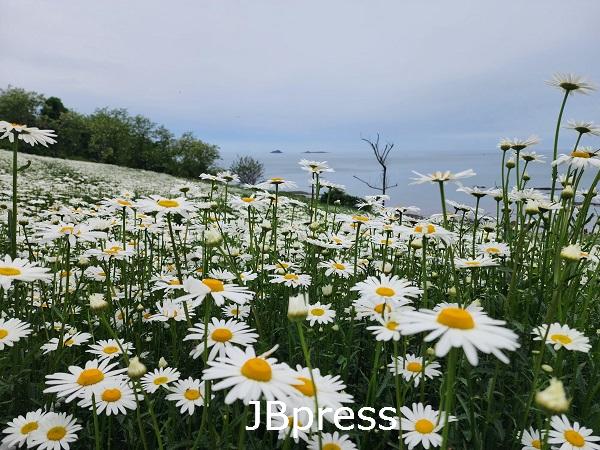 ‘순백의 꽃길’ 부안 변산마실길 샤스타데이지 만개1.jpg